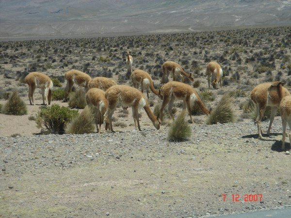 The famously wealthy vicunas