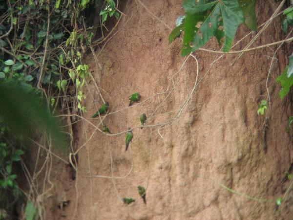 parakeets on clay lick