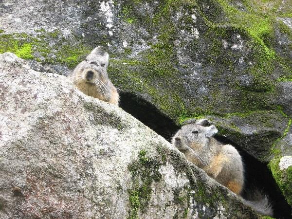 residents of Machu Picchu