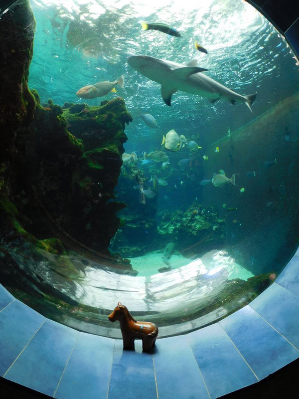 Aquarium, Noumea, New Calendonia