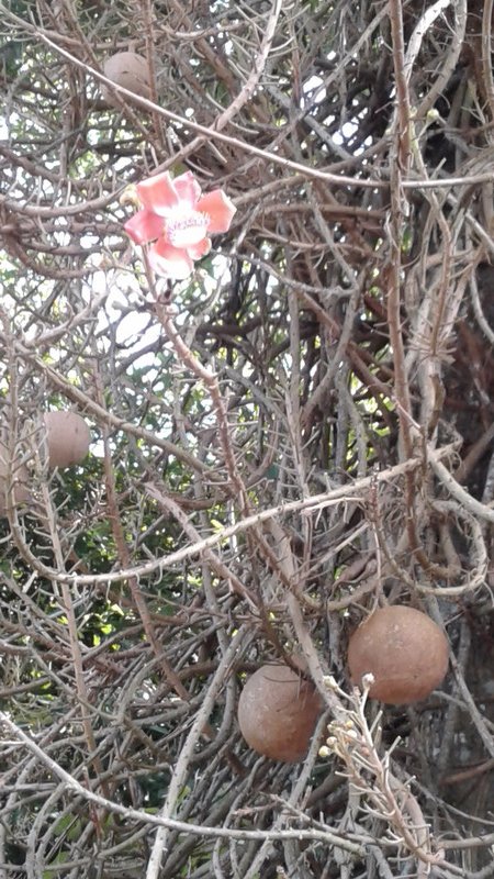 Cannonball tree (yes, really!)