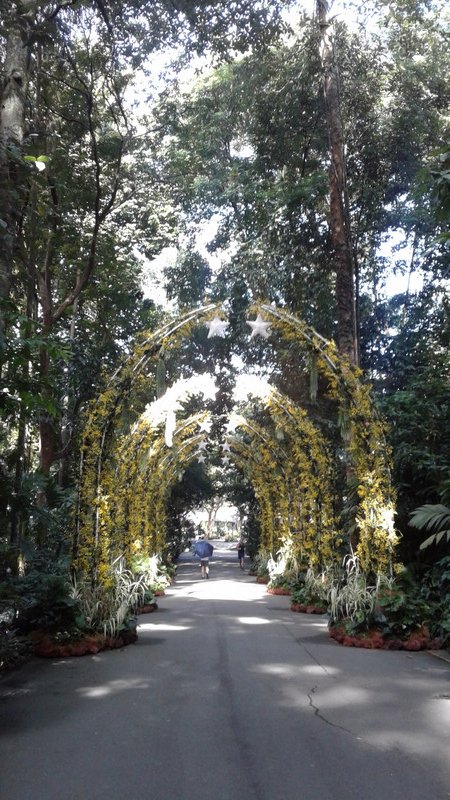 Archways of orchids 