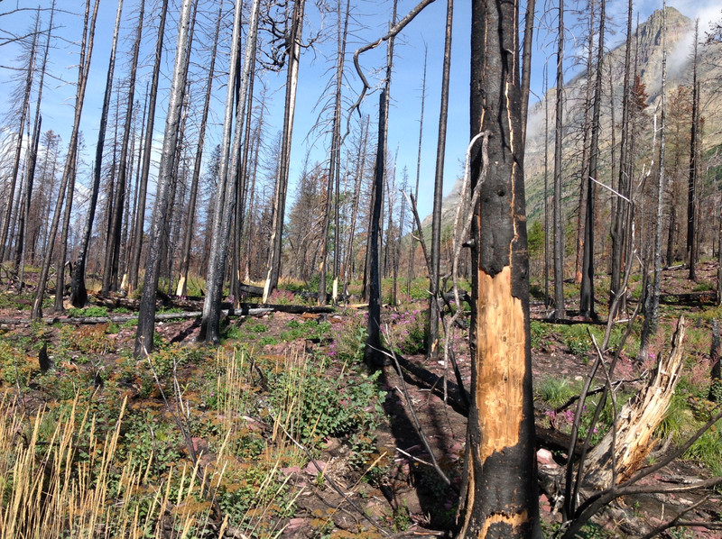 Forest fire evidence