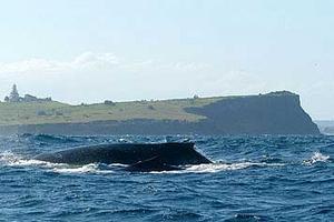 Whale or Submarine?