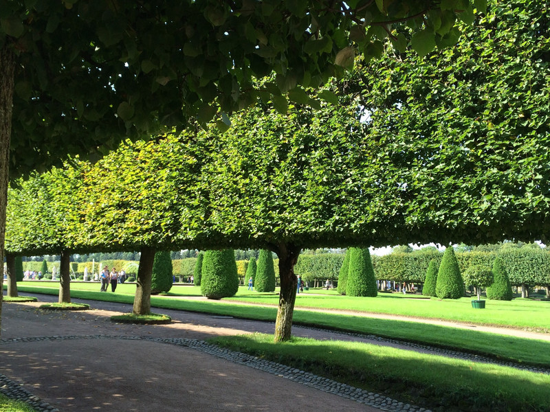 Pleached lime alleys