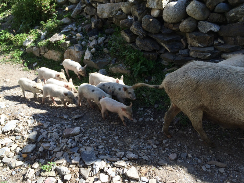 Piglets coming!