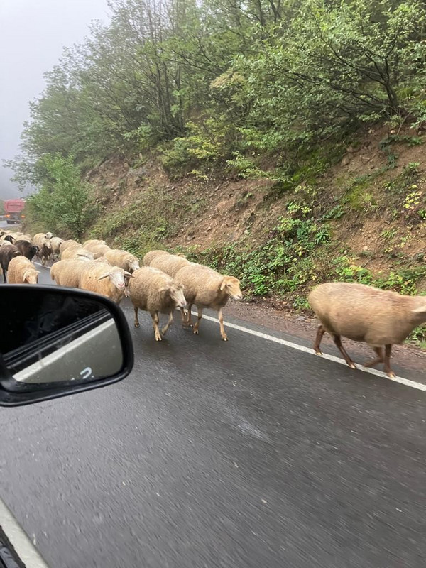 There’s a Sheep on the Road 