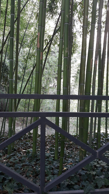 Bamboo Glade