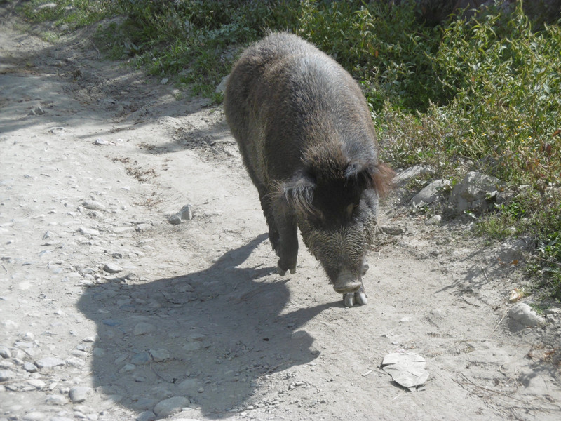 Wandering pig