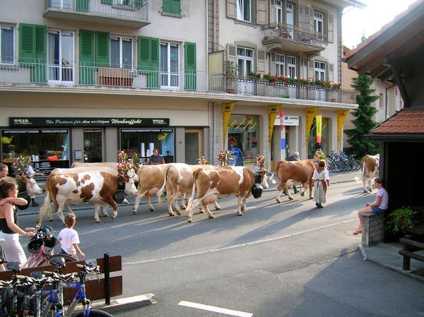 Interlaken, Switzerland Cow Parade