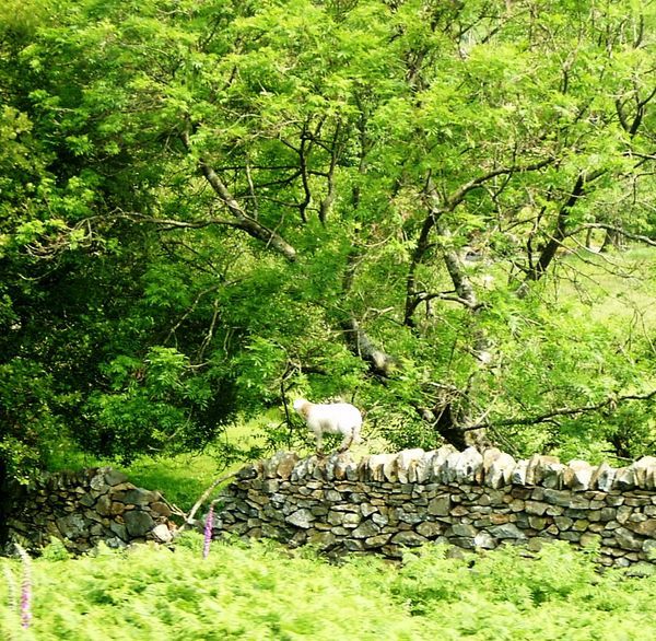 Snowdon Sheep