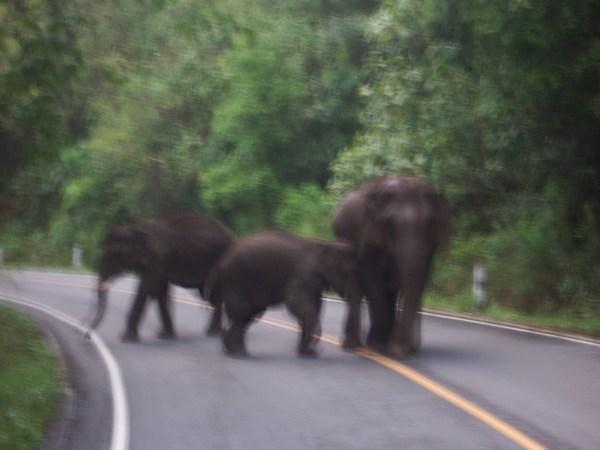 Wild Elephants!