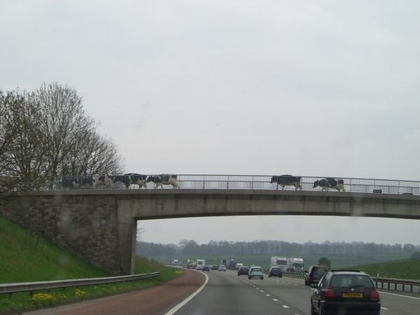 Cows crossing the M6 - safety first
