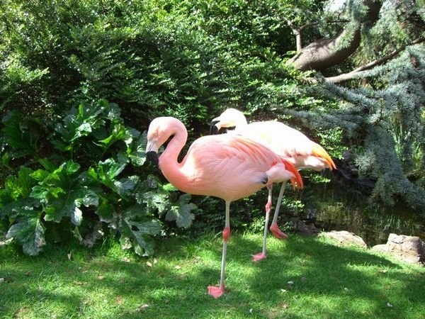 Richard's Flamingos