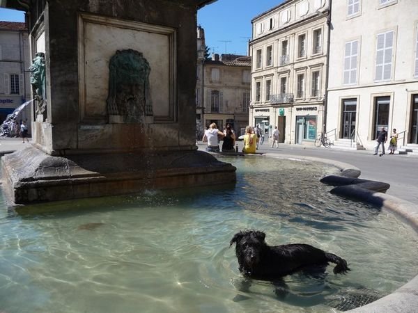 Cooling off in Arles