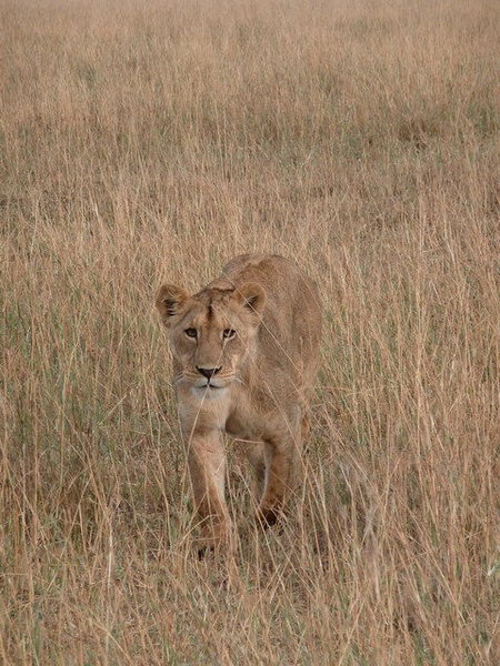 Our first lioness sighting