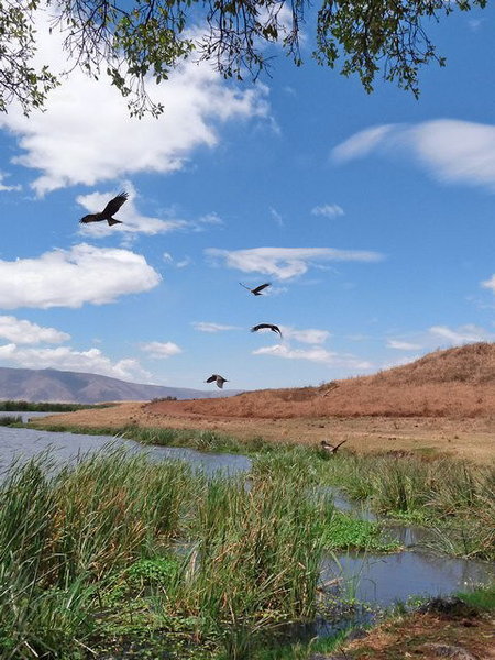 Kites circling over the hippo pool
