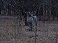 Zebras in our camp at night