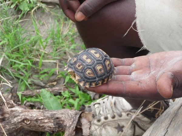 Baby Leopard Tortoise