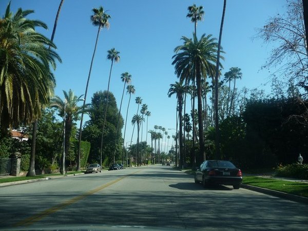 Palm trees of Hollywood