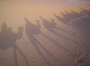 Camel Shadows
