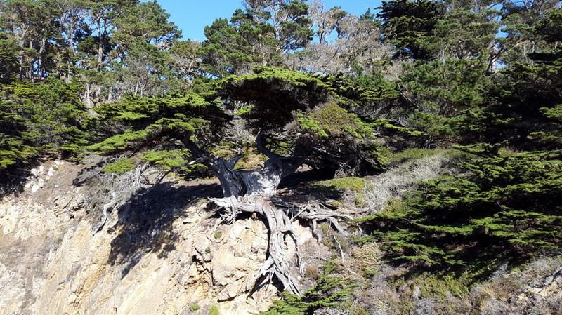 Monterey cypres - Cupressus macrocarpa