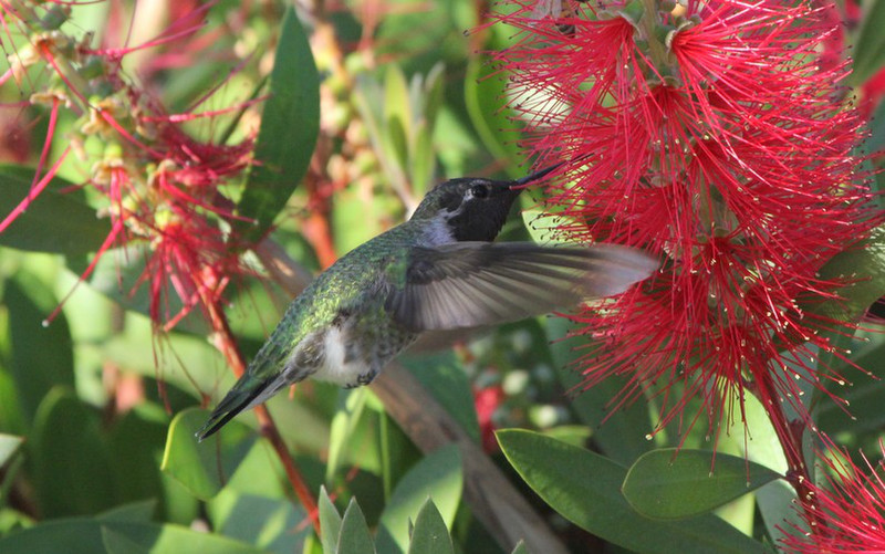 Anna's kolibri