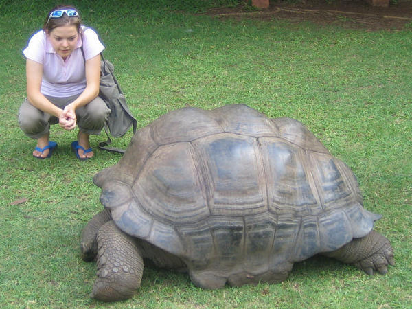 Brigid and the giant tortoise