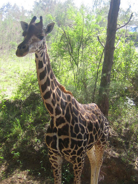 Giraffes 2