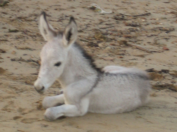 Baby donkey relaxing on the beach