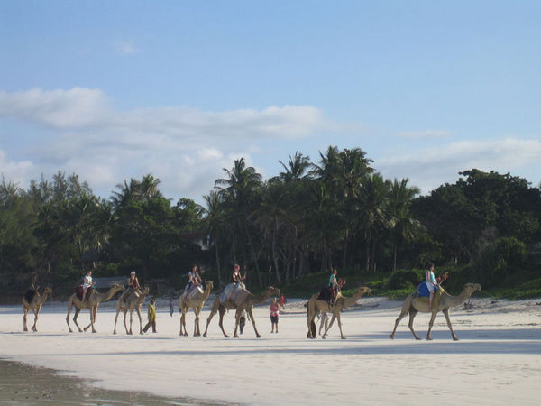 Camels on Diani Beach #2