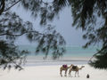 Camels on Diani Beach #1
