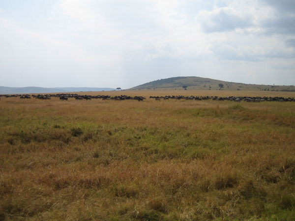 Masai Mara wildebeest migration #1