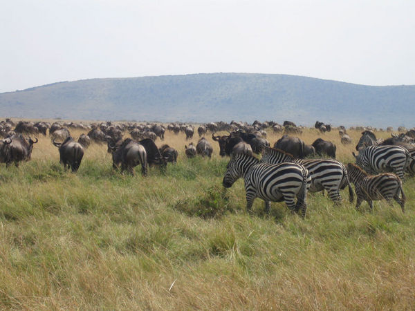 Masai Mara wildebeest migration #2