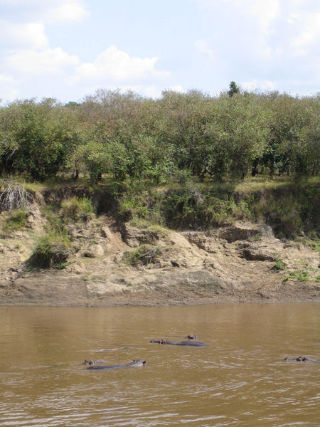 Hippos in Mara River