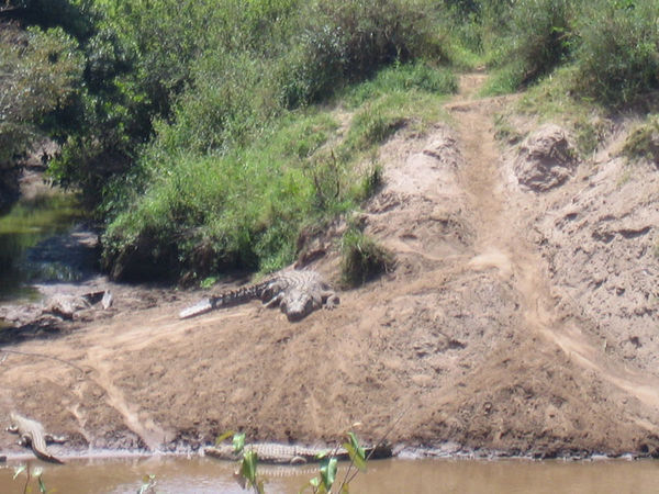 Big crocs on banks of Mara River