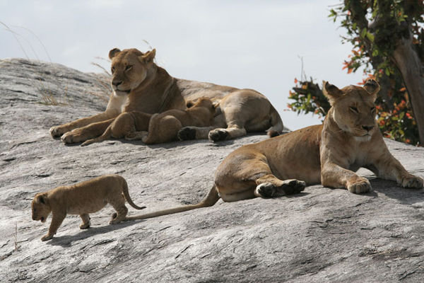 Lion cubs feeding in the Serengeti