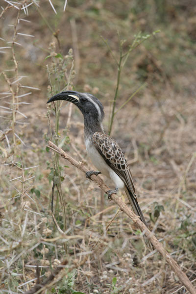 African Grey Hornbill 