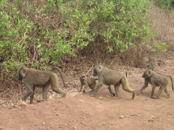 Lake Manyara Baboons #3