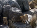 Lions on the rocks #2