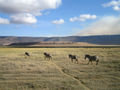 Zebras at Ngorongoro Crater #2