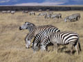 Zebras at Ngorongoro Crater #5