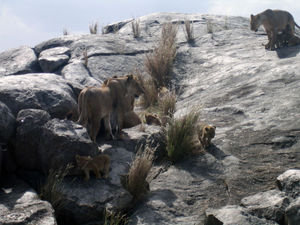 Lions on the rocks #1