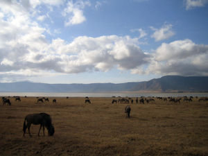 Animals at Lake Magadi in Ngorongoro Crater