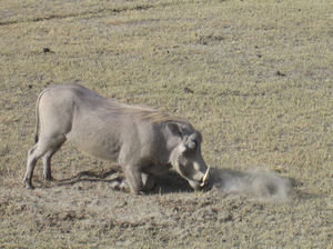 When he was a young warthog...