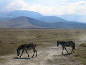 Zebras at Ngorongoro Crater #1