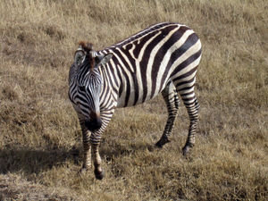 Zebras at Ngorongoro Crater #3