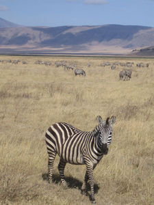Zebras at Ngorongoro Crater #4