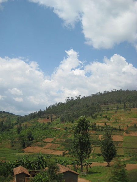 Terrace farms in rural Rwanda