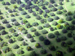 Trees near Malindi